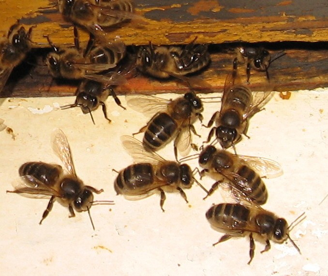 Carnica 11.jpg