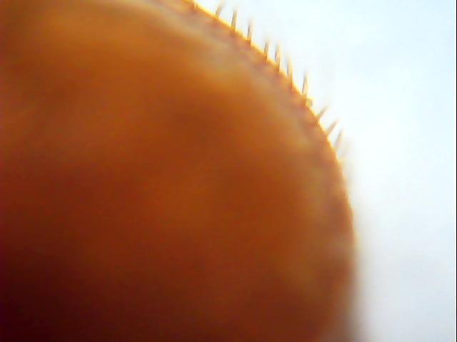 Datei:Varroarmilbe Seite.jpg