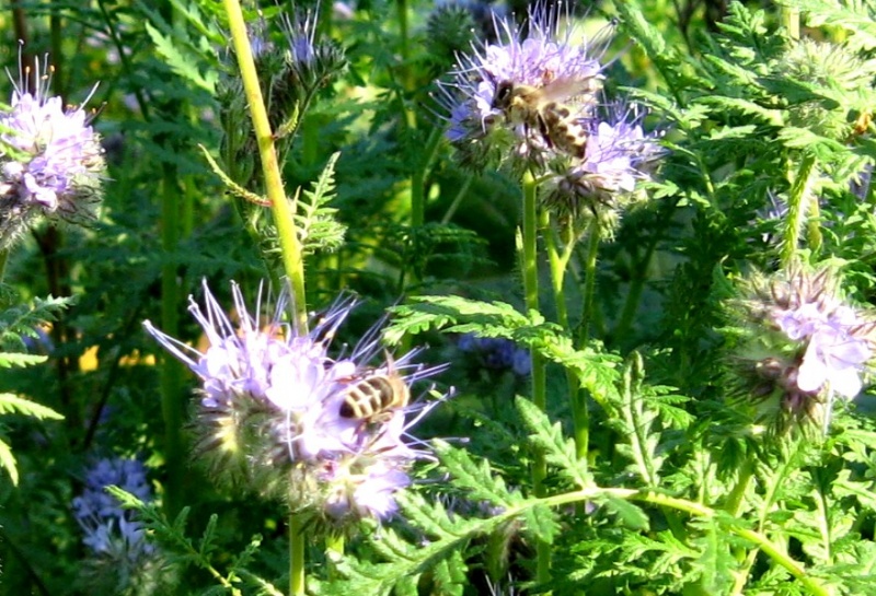 Datei:Phacelia 2 Bienen auf Blüte.jpg
