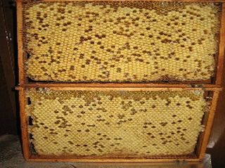 IMG 0411 Kleine Webansicht.jpg