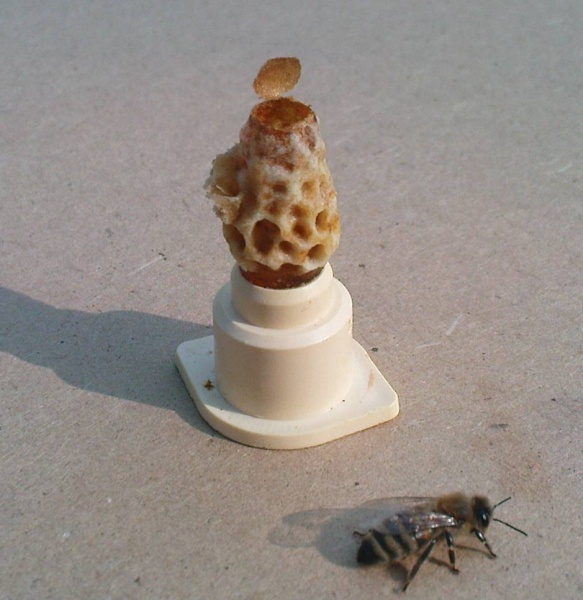 Datei:Geschlüpfte Weiselzelle.jpg