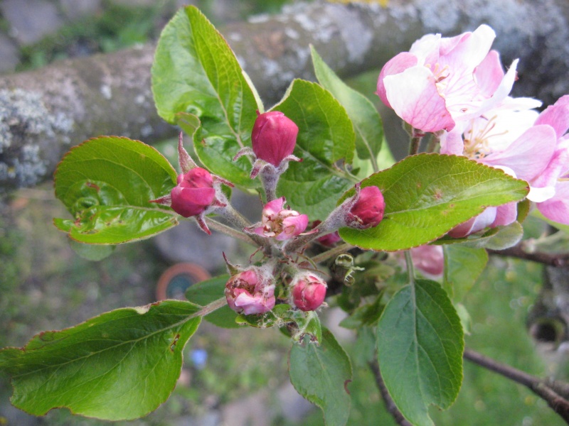 Datei:Apfelblüte geschlossen.jpg