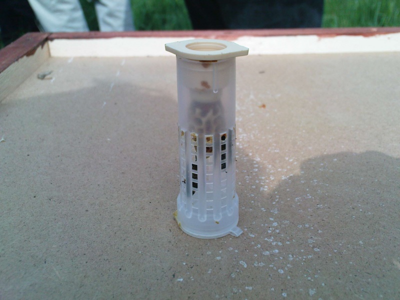 Datei:Verschulte Weiselzelle.jpg