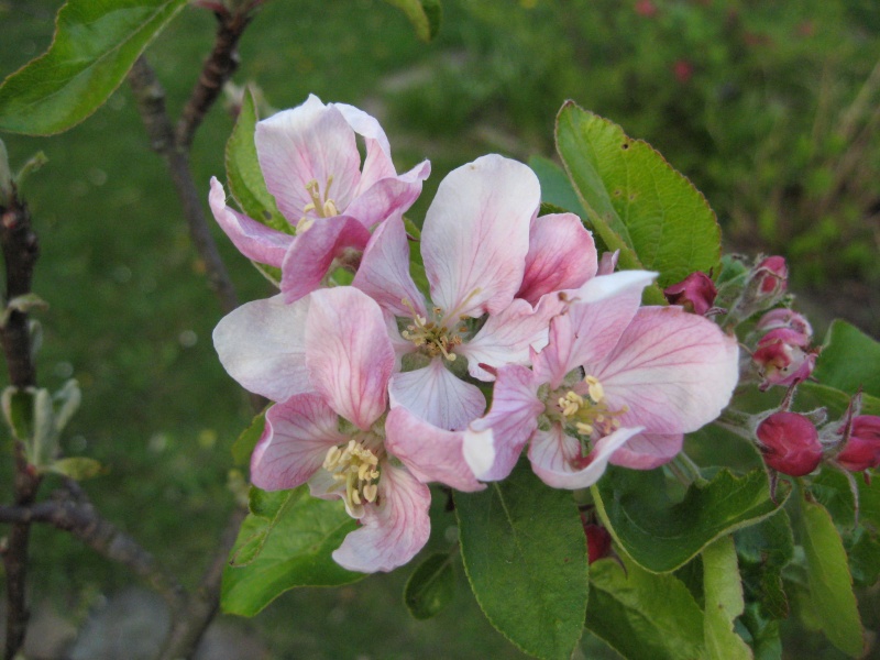 Datei:Apfelblüte geöffnet.jpg
