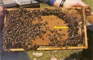 Brutwabe.jpg
